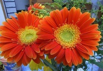 非洲菊的花头弯了怎么弄直