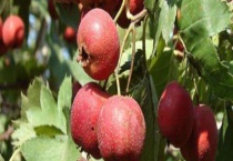 山楂的产地分布 以及山楂的产地环境