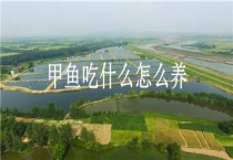 甲鱼吃什么怎么养