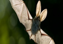 蝙蝠的过冬方法 被蝙蝠咬了怎么办？