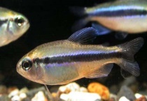 为什么小鱼啄大鱼身子