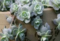 子持莲华怎么繁殖