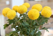 乒乓菊长多高可以打顶