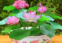 碗莲冬天可以种植吗？