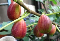 无花果家里能种吗？