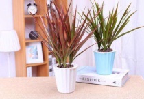 七彩铁长到1米需要多久？