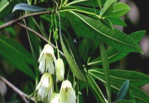 水石榕和杜英的区别？