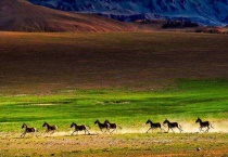 藏野驴如何迁徙