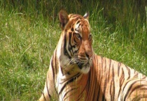 百兽之王指哪种动物 附百兽之王相关介绍