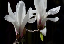 玉兰是常绿还是落叶植物 附玉兰的主要价值