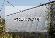 基本农田可以建蔬菜大棚吗？