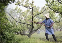 呋虫胺对红蜘蛛有效吗？