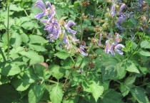 种植丹参的成本投资及经济效益