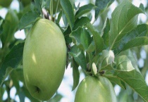 苹果树叶黄斑什么原因？