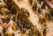 广东适合养什么中蜂种 附注意事项