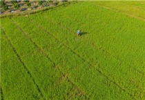 水稻打药的最佳时间
