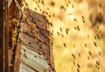 双王群上继箱会打架吗 打架的原因是什么？