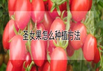 圣女果怎么种植多久？