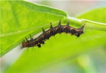 毛毛虫种类及名称