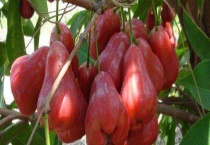 莲雾有哪些品种 分别介绍黑金刚、黑珍珠、大叶红、中国红和牛奶莲雾