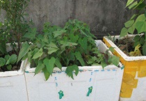 泡沫箱种菜有没有毒