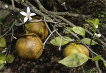 果树光腿是什么原因？