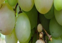 葡萄果粒长不大怎么办？