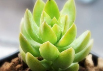 多肉长黑斑点什么原因？