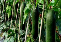 冬瓜不坐果怎么办？