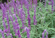 鼠尾草种子价格及种植方法 附播种多久？