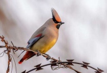 太平鸟吃什么食物