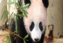 大熊猫和小熊猫的区别？ 附其外形区别？