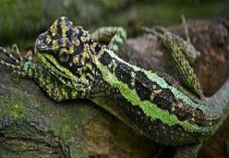 丽纹龙蜥多少钱一只？是保护动物吗？价格便宜且属于保护动物