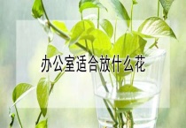办公室适合放什么花