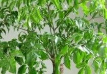 幸福树一般多高打顶