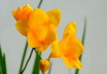 香雪兰和萱草的区别？