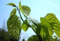 桑树插枝能活吗？