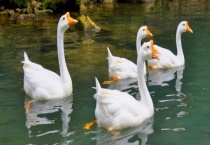 鹅有哪些产地 鹅的品种有哪些？