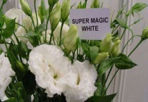 洋桔梗插瓶花期有几天