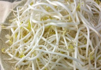 绿豆芽怎么种植多久？