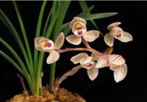 兰花叶片发黄干枯是什么原因？