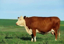 西门塔尔牛多久可以出栏