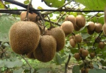 眉县猕猴桃介绍