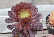 铜壶法师怎么养