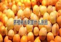 脐橙树长刺是什么原因？