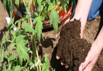 夏季有什么选肥方法吗 施肥时该注意些什么？