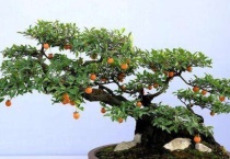 金弹子盆景怕冻吗？