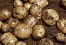 土豆是根还是茎