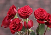 玫瑰是被子植物吗？