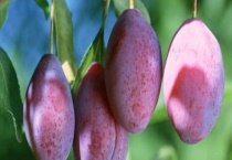 西梅和李子的区别？ 有以下五个方面